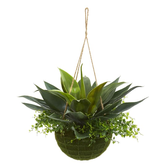 13" Agave & Maidenhair Plant in Hanging Basket